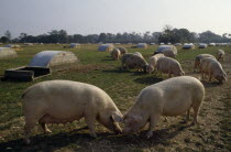 Field of pigs with lines of shelters.