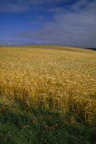 Field of ripe wheat with poppies and blue sky.