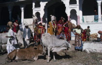 Street scene with wandering cows in foreground  crowd behind carrying goods from colonnaded building.  Indian cattle have religious protection.Asia Asian Bharat Cow  Bovine Bos Taurus Livestock Inde...