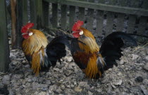 Two Bantam cockerels.