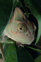 Yemen Chameleon  view of head and green leaves against black background.