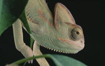 Yemen Chameleon  close view of head and green leaves against black background.