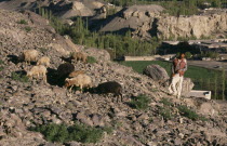 Goat herd and shepherd using hockey stick as crook on rocky hillside with valley  trees and rural buildings behind.Disputed Area  Karakorum Range  flock  goatherd  herdsman  Asia Asian Farming Agraia...