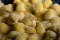 Group of day old chicks huddled together.Intensive farming practice