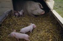 Day old piglets and sow in straw in sty.