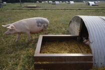 Day old piglets and sow in pen.