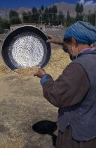 Woman farmworker winnowing grain with a large sievecleaning  sifting  cereal crop  arable  husks  chaff  Asia Asian Bharat Cleansing Cultivatable Farmland Farming Agraian Agricultural Growing Husband...