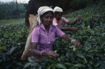 Female tea pickers working on plantation.tea bush  plant  leaves Asia Asian Farming Agraian Agricultural Growing Husbandry  Land Producing Raising Llankai Sri Lankan