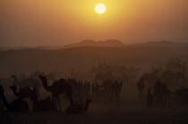 Camels and traders at camel fair at sunset.Asia Asian Bharat Inde Indian Intiya Rajasthani