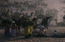 Camel Fair. Feeding time with people carrying large bundles of fodder to tethered animals in evening sunlight.Asia Asian Bharat Inde Indian Intiya Rajasthani Warm Light