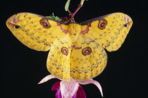 Golden Emperor Silk Moth  Leopa katinka   Single insect with outstretched wings on pink flower.