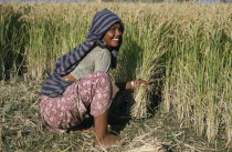 Young woman harvesting rice by hand.Asia Asian Farming Agraian Agricultural Growing Husbandry  Land Producing Raising Female Women Girl Lady Immature Nepalese One individual Solo Lone Solitary