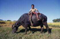 Young boy sitting on grazing water buffalo.Asia Asian Bharat Farming Agraian Agricultural Growing Husbandry  Land Producing Raising Immature Inde Indian Intiya Kids One individual Solo Lone Solitary