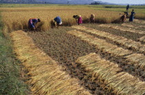 Rice harvest.Asia Asian Farming Agraian Agricultural Growing Husbandry  Land Producing Raising Nepalese Scenic