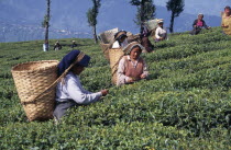 Women tea pickers at work putting leaves of tea bushes into baskets carried on their backs.plants  Asia Asian Bharat Farming Agraian Agricultural Growing Husbandry  Land Producing Raising Female Woma...