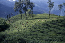 Distant view of line of tea pickers working across slpoe of tea plantation with line of trees and mountain landscape behind.Asia Asian Bharat Farming Agraian Agricultural Growing Husbandry  Land Prod...
