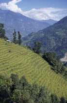 Rice terraces with mountain landscape behind.Asia Asian Bharat Farming Agraian Agricultural Growing Husbandry  Land Producing Raising Inde Indian Intiya Scenic