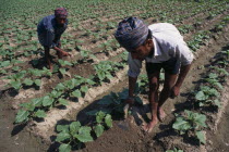 Farmers tending crops in field grown in ridged furrows.Asia Asian Bharat Farming Agraian Agricultural Growing Husbandry  Land Producing Raising Inde Indian Intiya
