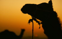 Two camels silhouetted against orange sunset sky.2 Asia Asian Bharat Blue Inde Indian Intiya Rajasthani