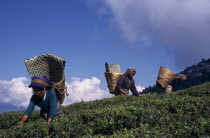 Tea pickers carrying woven baskets on their backs on crest of slope in tea plantation against blue sky with white cloud.Asia Asian Bharat Farming Agraian Agricultural Growing Husbandry  Land Producin...