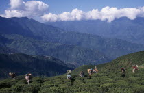 Tea pickers working on high hillside of plantation on tea estate.Asia Asian Bharat Farming Agraian Agricultural Growing Husbandry  Land Producing Raising Inde Indian Intiya Scenic