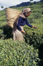 Female tea picker carrying basket on her back supported by strap around forehead.tea bush  plant  leaves  Asia Asian Bharat Farming Agraian Agricultural Growing Husbandry  Land Producing Raising Inde...