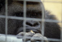 Western lowland gorilla in captivity in Chessington zoo looking through bars of cage.