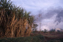 Sugar cane growing in foreground with chimneys from sugar mill behind emitting dark clouds of smoke. air pollution  Asia Asian Bharat Ecology Entorno Environmental Environnement Farming Agraian Agric...