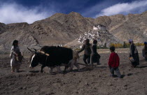 Digging potatoes using pair of dzo  a hybrid of a yak and a domestic cow to pull plough.  Women and children waiting behind plough to collect uncovered potatoes.Asia Asian Bharat Cows Female Farming...