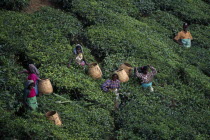 Elevated view over tea pickers working on plantation hillside.tea bush  plant  leaves  above  Asia Asian Bharat Farming Agraian Agricultural Growing Husbandry  Land Producing Raising Inde Indian Inti...
