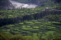 Wheat terraces either side of deep gully.countryside  crop  arable  grain  Asia Asian Cereal Grain Crop Cultivatable Farmland Farming Agraian Agricultural Growing Husbandry  Land Producing Raising Pa...