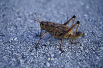 Cricket on tarmac in USA Florida Everglades National Park.