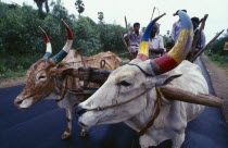 Pair of oxen with painted horns pulling a cart carrying five male passengers.ox cattle two 2 5 Asia Asian Bharat Cow  Bovine Bos Taurus Livestock Inde Indian Intiya