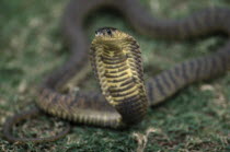 Egyptian Cobra