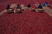 Women sorting red chilles laid out on ground to dry.Asia Asian Bharat Farming Agraian Agricultural Growing Husbandry  Land Producing Raising Female Woman Girl Lady Inde Indian Intiya