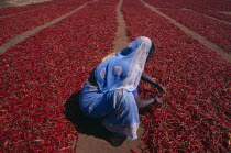 Woman crouching to check red chillies spread out to dry on ground. Asia Asian Bharat Farming Agraian Agricultural Growing Husbandry  Land Producing Raising Female Women Girl Lady Inde Indian Intiya O...