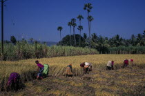 Women working in field harvesting rice.Asia Asian Bharat Farming Agraian Agricultural Growing Husbandry  Land Producing Raising Female Woman Girl Lady Inde Indian Intiya