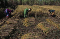 Women working in the fields  harvesting rice. Asia Asian Bharat Farming Agraian Agricultural Growing Husbandry  Land Producing Raising Female Woman Girl Lady Inde Indian Intiya