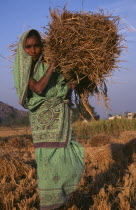 Female farm labourer carrying bundle of straw.Asia Asian Bharat Farming Agraian Agricultural Growing Husbandry  Land Producing Raising Inde Indian Intiya One individual Solo Lone Solitary