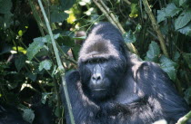 Mountain Gorilla  Gorilla Gorilla .  Single male sitting amongst vegetation with light shining off coat  head and shoulders.