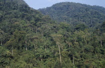 View over dense forest area.