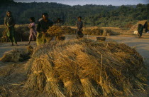 Man and young girls preparing bundles of rice for threshing.Asia Asian Bangladeshi Farming Agraian Agricultural Growing Husbandry  Land Producing Raising Immature Kids Male Men Guy
