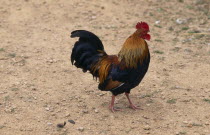 Strutting cockerel scratching in yard.