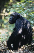 Tanzania  Mahale Mountains.  Male chimpanzee  Pan troglodites  seated on ground in dappled sunlight  head turned towards camera.