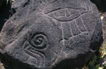 Close up detail of petroglyphs carved in to large bolder.