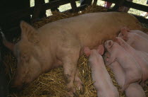 Sow lying down on straw in a barn with suckling piglets
