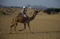 Man riding a camel across the desert with camels and traders at camel fair behind. Asia Asian Bharat Inde Indian Intiya Male Men Guy Rajasthani