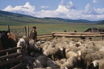 Boy at ger settlement with flock of sheep