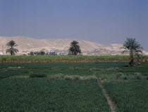 West Bank of Nile. Green lush crops in front of barren hills.African Middle East North Africa Scenic
