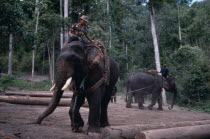 Working elephants moving felled trees.